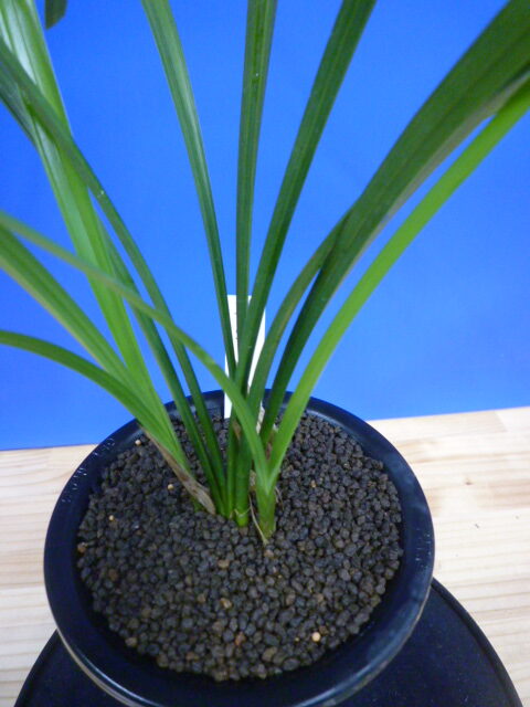 払越特上 濃紅大輪大舌ベタ風 高知県払越産 « 寒蘭専門店｜東洋蘭センター.