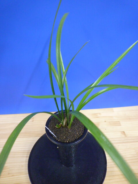 払越特上 濃紅大輪大舌ベタ風 高知県払越産 « 寒蘭専門店｜東洋蘭センター.