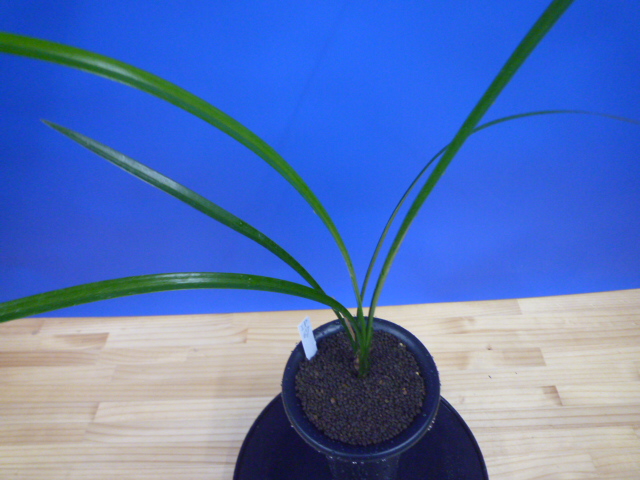 本日のサービス « 寒蘭専門店｜東洋蘭センター.