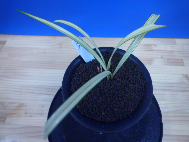 無名　紺覆中透　