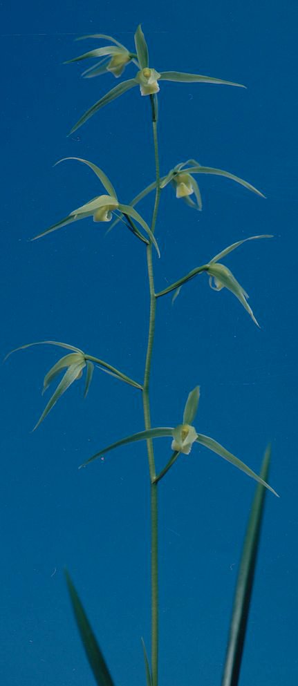 新(あらた)　素心　高知県産