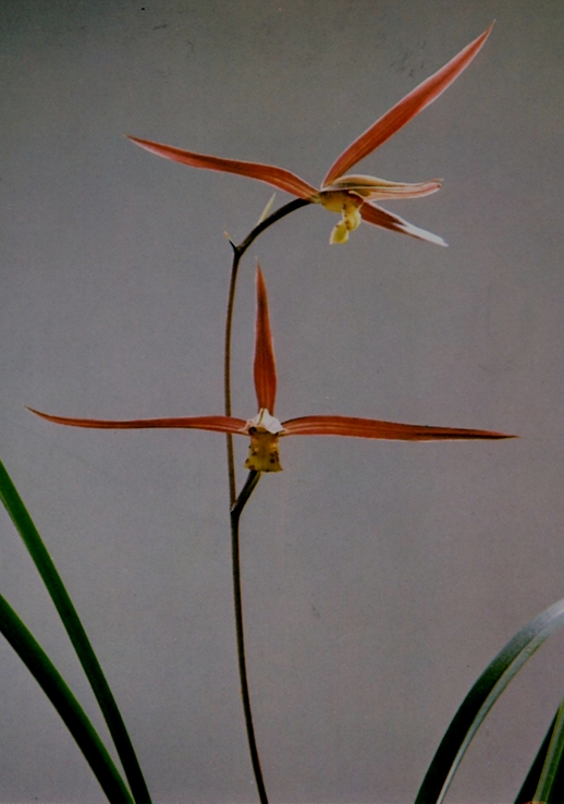 光貴（こうき）　濃紅更紗一文字大輪　和歌山県産