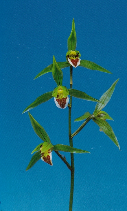 晴香（はるか）羅紗地チャボ　更紗チャボ　高知県産
