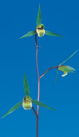 太湖（たいこ）青梅弁無点系　高知県産