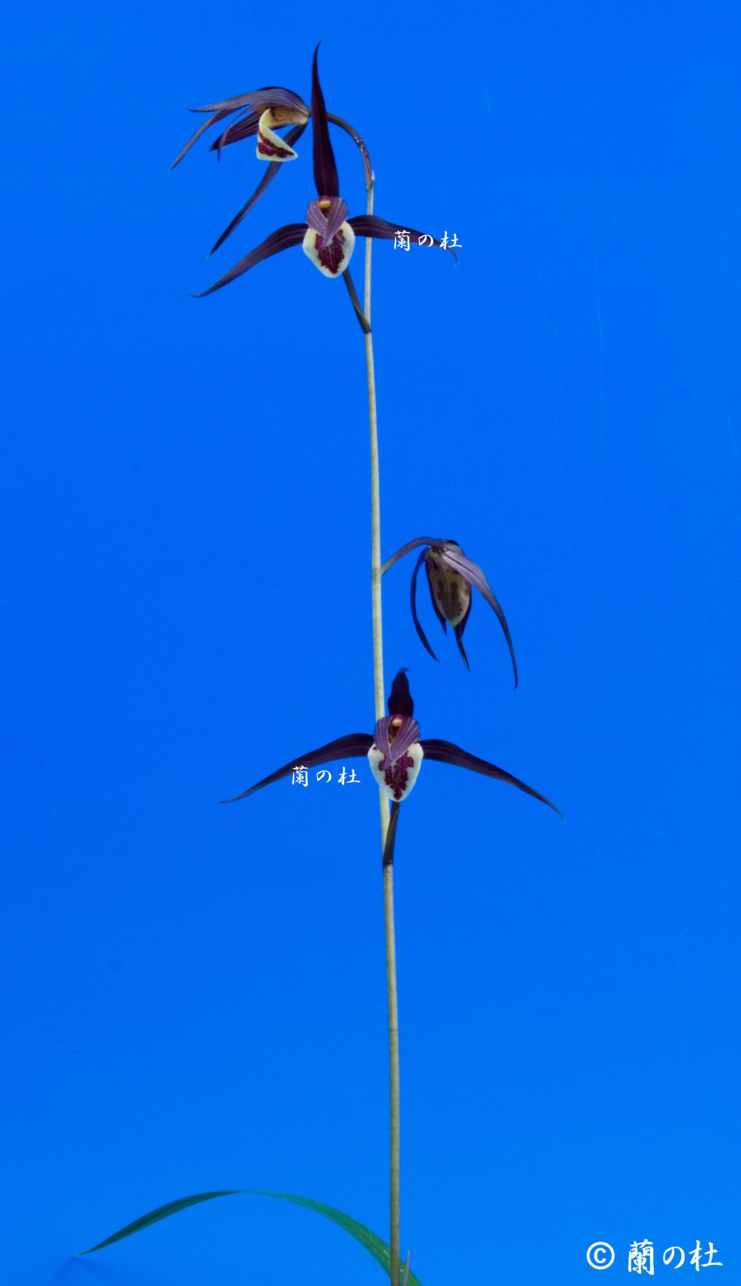 払越特上 濃紅大輪大舌ベタ風 高知県払越産 « 寒蘭専門店｜東洋蘭センター.