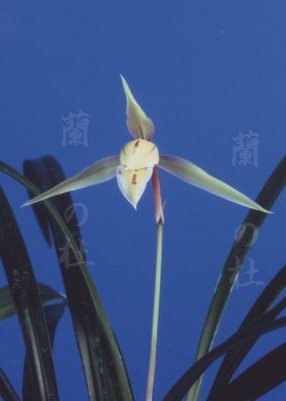 色変わり黄花無点系 交配種