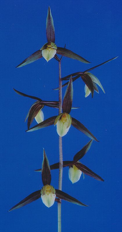 翔鳳(しょうほう)更紗大舌無点系 長崎県白西平一の谷産 日本一系