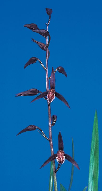 旭日（きょくじつ）濃紅白丸舌　宮崎県産