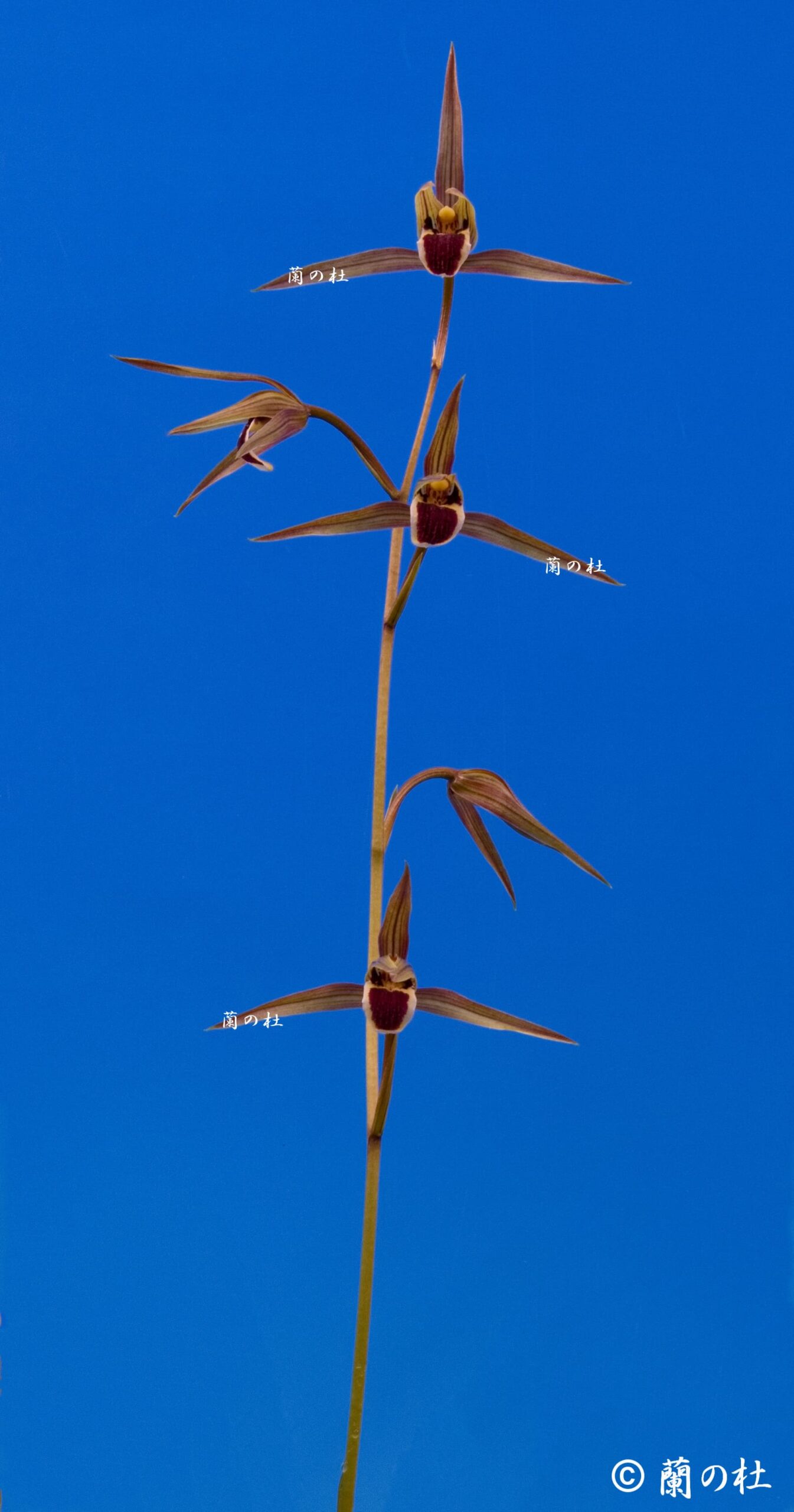 天女（てんにょ）　更紗ベタ　高知県産