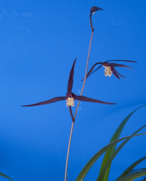 無名 紅一文字大輪 高知県名の浦産