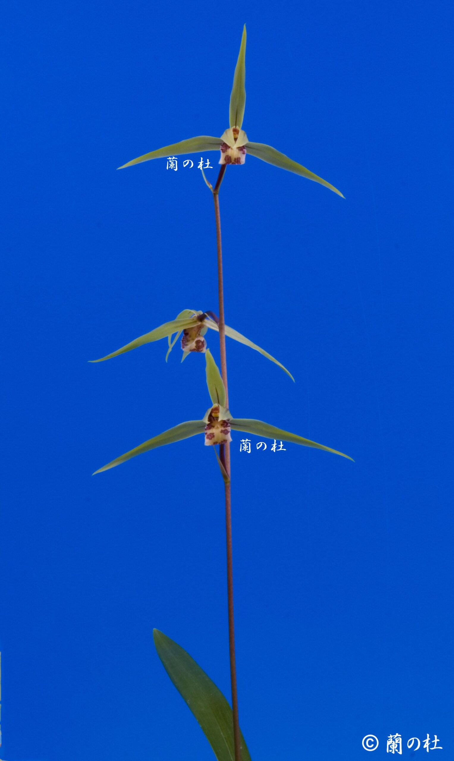 無名 青一文字大輪 上花 高知県産