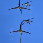 地平線(ちへいせん)更紗超大輪 高知県産