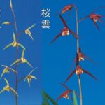 桃・黄2鉢セット 黄竜(こうりゅう)と桜雲(おううん)