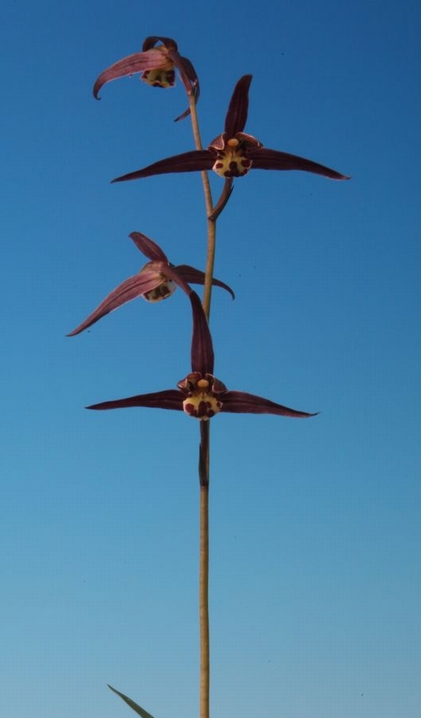 至宝（しほう）濃紅一文字　高知県払越産
