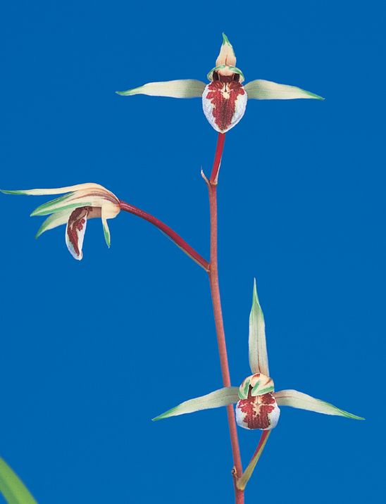 荒城の月（こうじょうのつき）柄花　高知県産