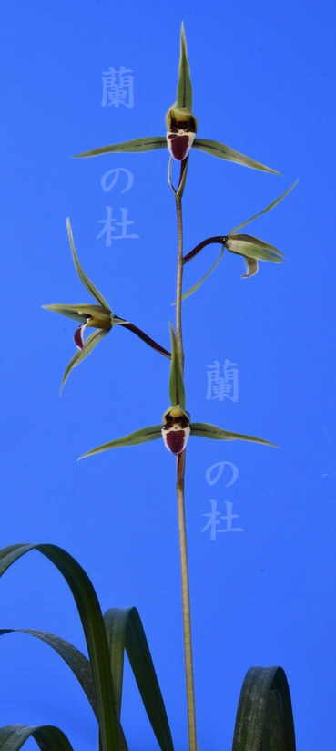 万里（ばんり）青ベタ   宮崎県産