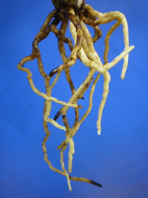 至宝(しほう)濃紅一文字 高知県払越産