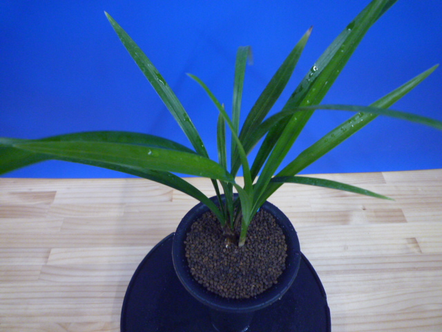 至宝(しほう)濃紅一文字 高知県払越産