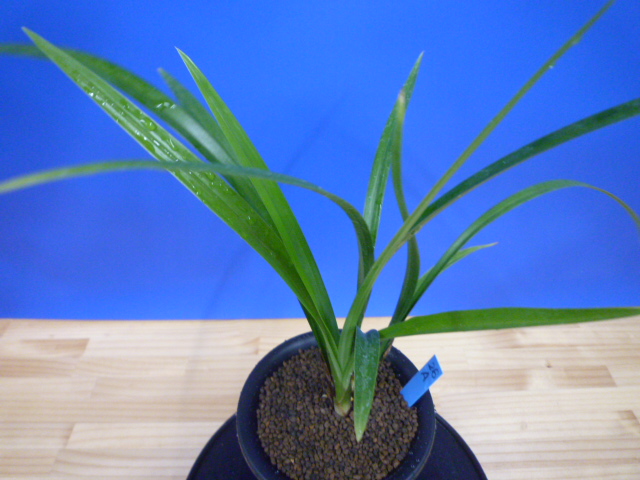 至宝(しほう)濃紅一文字 高知県払越産