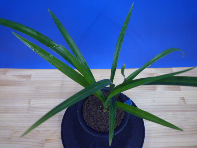 至宝(しほう)濃紅一文字 高知県払越産