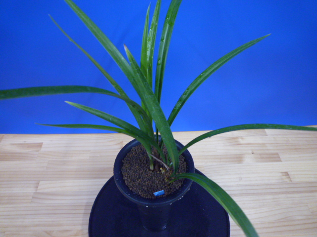 至宝(しほう)濃紅一文字 高知県払越産