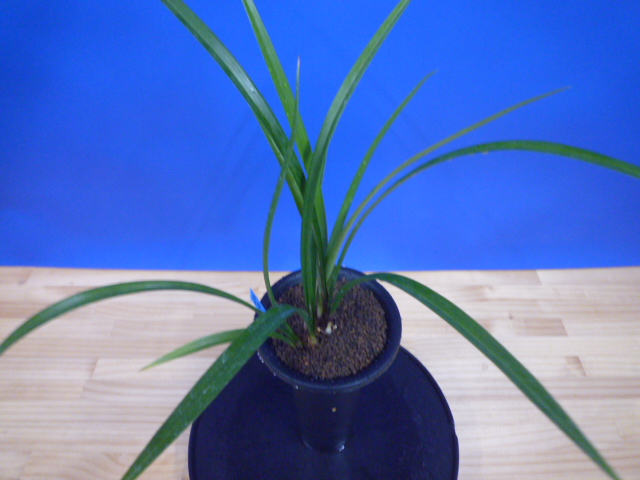 至宝(しほう)濃紅一文字 高知県払越産