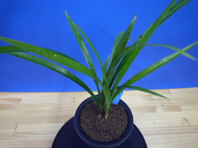 至宝(しほう)濃紅一文字 高知県払越産