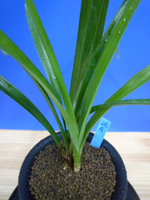 至宝(しほう)濃紅一文字 高知県払越産