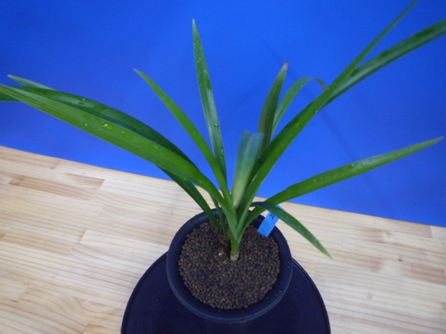 至宝(しほう)濃紅一文字 高知県払越産