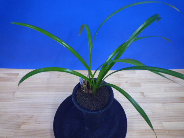 白西平産 更紗無点系 長崎県 « 寒蘭専門店｜東洋蘭センター.