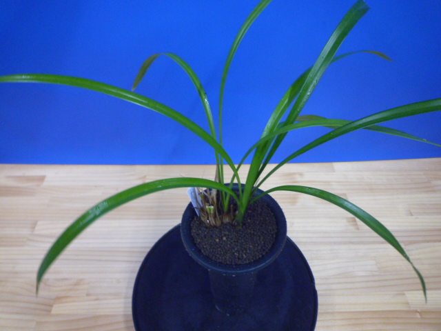 白西平産 更紗無点系 長崎県 « 寒蘭専門店｜東洋蘭センター.