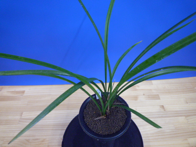 無名　払越　 高知県払越産　