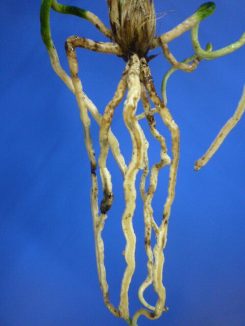 白西平産 更紗無点系 長崎県