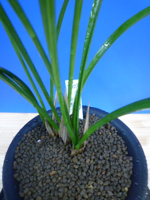 白西平産 更紗無点系 長崎県