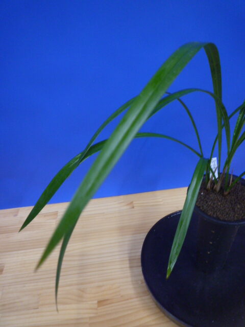 白西平産 更紗無点系 長崎県