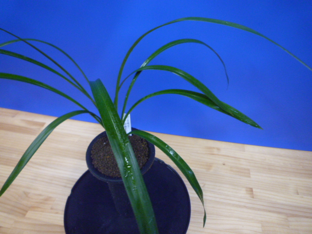 白西平産 更紗無点系 長崎県