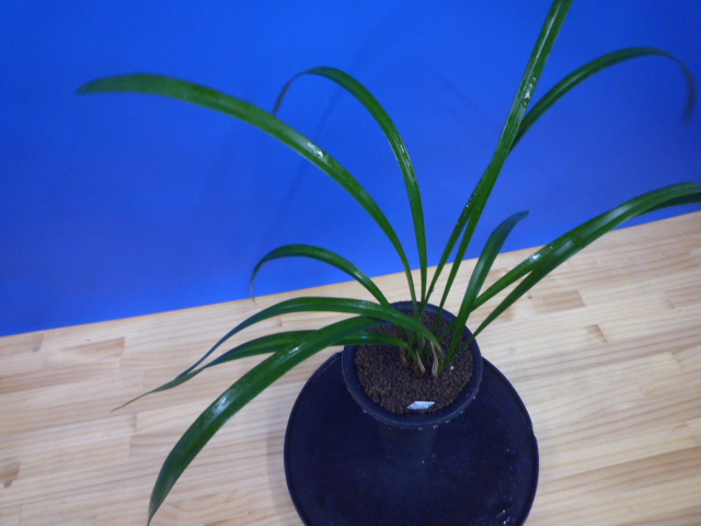 白西平産 更紗無点系 長崎県