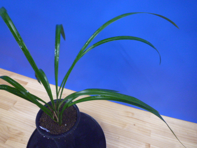 白西平産 更紗無点系 長崎県