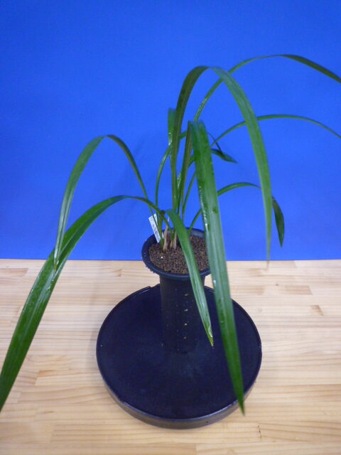 白西平産 更紗無点系 長崎県