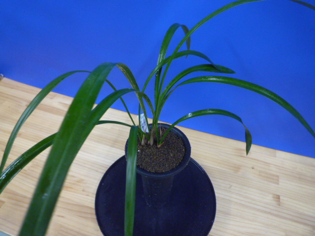 白西平産 更紗無点系 長崎県