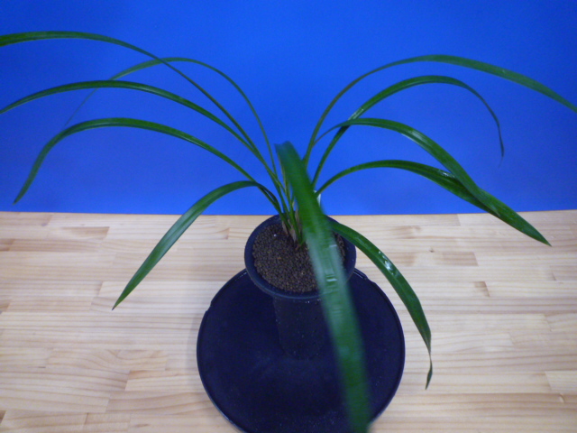 白西平産 更紗無点系 長崎県