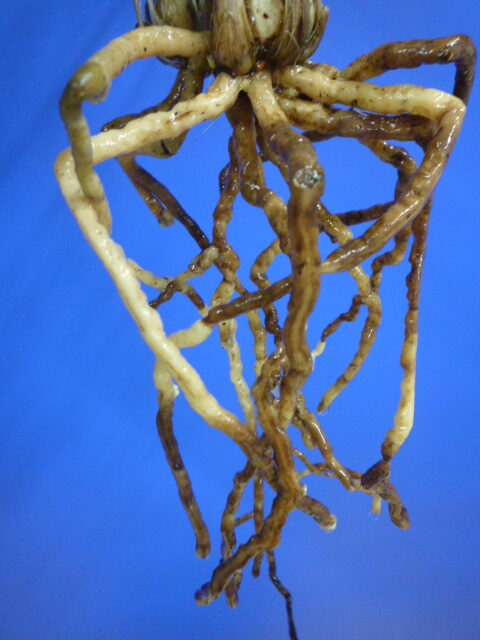 払越特上 濃紅大輪 高知県払越産