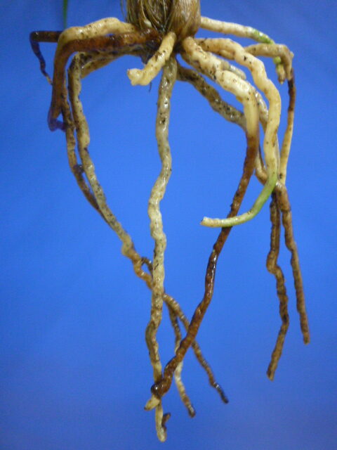 無名 紅一文字大輪 高知県名の浦産