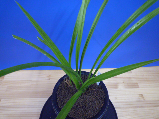 払越特上 濃紅大輪 高知県払越産