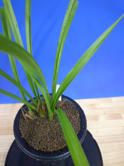 払越特上 濃紅大輪 高知県払越産