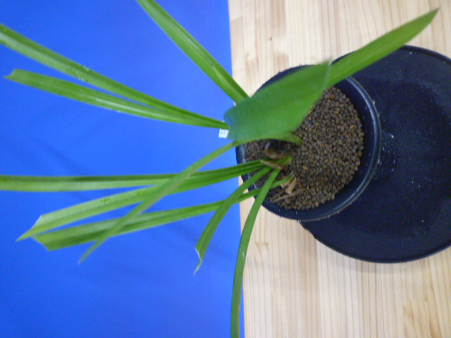 払越特上 濃紅大輪 高知県払越産