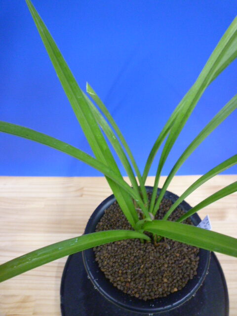 払越特上 濃紅大輪 高知県払越産