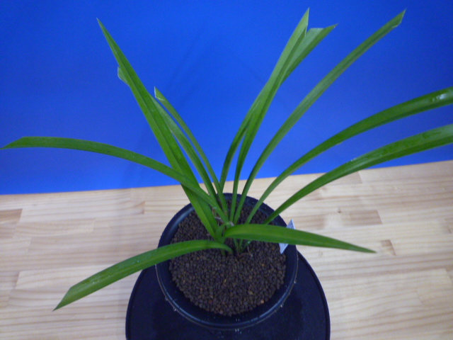 払越特上 濃紅大輪 高知県払越産