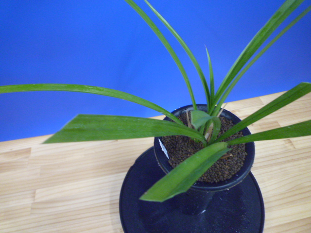 払越特上 濃紅大輪 高知県払越産