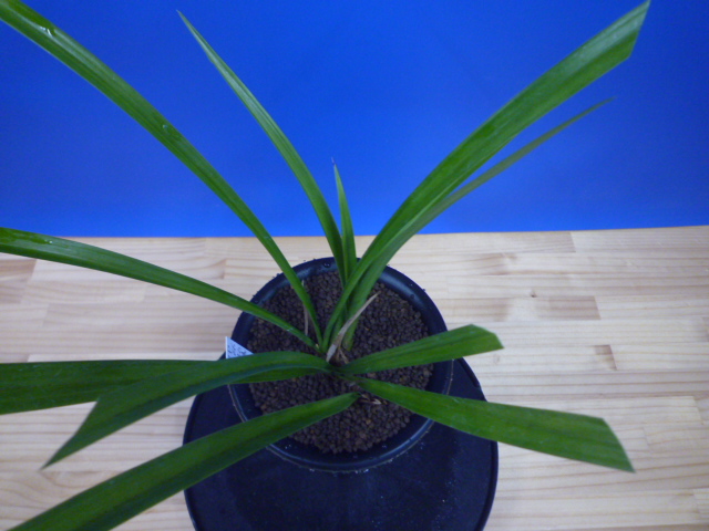 払越特上 濃紅大輪 高知県払越産